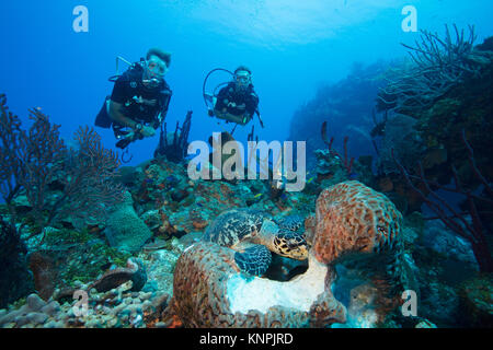 Divers watch the interaction of different species of marine life as they access the same food source. Stock Photo