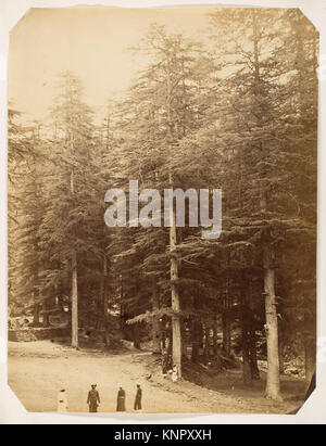 A view of Deodar trees at Annandale, Simla, depicting the landscape and ...