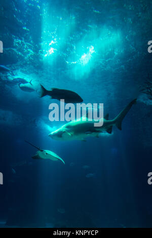 Underwater Aquarium View Fishes Shark Sun Rays Through Water Wildlife Stock Photo