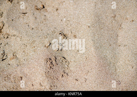 Sand am Strand - sandy beach Stock Photo
