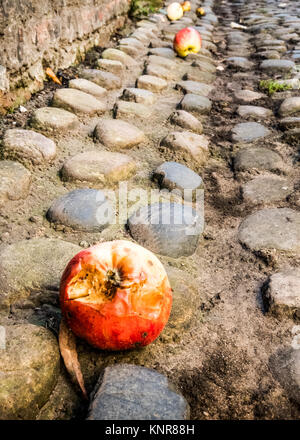 Rotten windfall apples on the cobbled streets around York Minster, York. Stock Photo