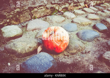 Rotten windfall apples on the cobbled streets around York Minster, York. Stock Photo