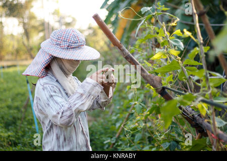 Farmer using mobile phone smartphone to shooting photo of plant in nature farm Stock Photo