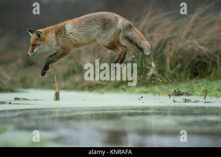 Red Fox / Rotfuchs ( Vulpes vulpes ), adult in winterfur, jumping over a little creek in a swamp, far jump, looks funny, wildife, Europe. Stock Photo