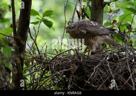 Eurasian Sparrowhawk / Sperber ( Accipiter nisus ), adult female, leaving its nesting site in a deciduous tree, wildlife, Europe. Stock Photo