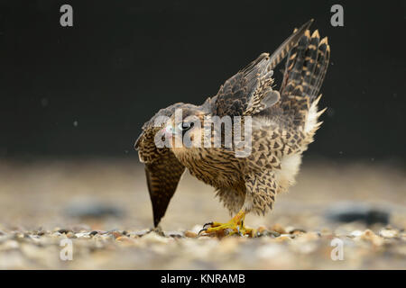 Peregrine Falcon / Wanderfalke ( Falco peregrinus ), young adolescent, stretching its body and wings, looks like an elegant bow, wildife, Europe. Stock Photo