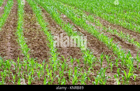 New Crops growing in rows in a Farmer's field Stock Photo
