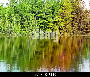 Tall Evergreen trees reflecting on beautiful calm Lake waters Stock Photo