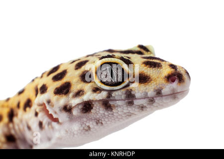 Eublifar, leopard Gecko - exotic animal Stock Photo