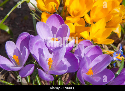 Blooming yellow purple and white crocuses Stock Photo