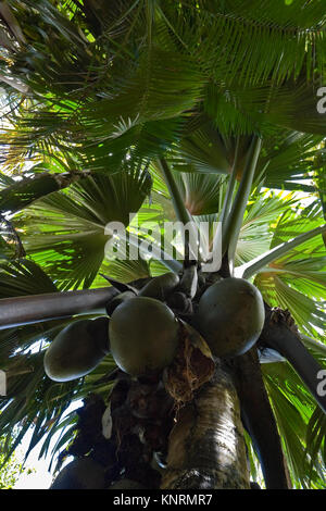 Sea coconuts on Lodoicea maldivica palm tree. Endemic species of ...