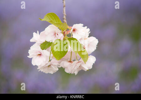 PRUNUS ICHIYO Stock Photo