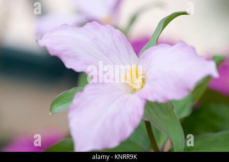 TRILLIUM GRANDIFLORUM GOTHENBURG PINK STRAIN Stock Photo