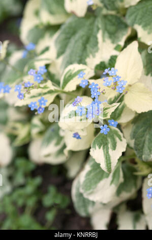 BRUNNERA MACROPHYLLA DAWSONS WHITE Stock Photo