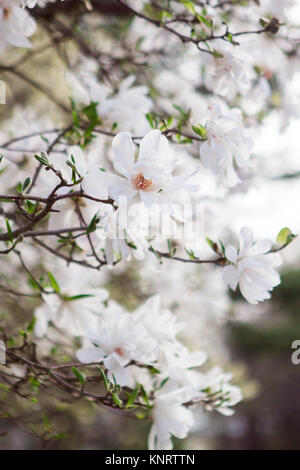 Blooming white magnolia flowers on branches in early spring Stock Photo
