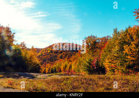 Boreal forest in Canada Stock Photo