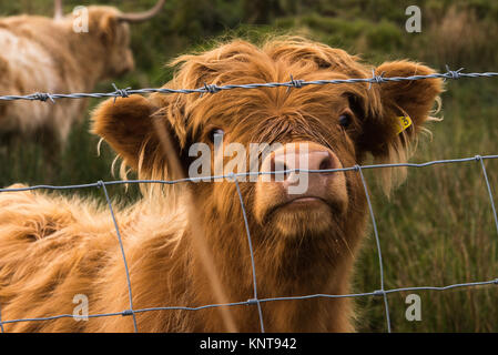 Cute Highland cow walking on the hill for design element and coloring