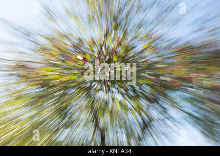 Abstract zoom of tree with flowers red, green and blue Stock Photo