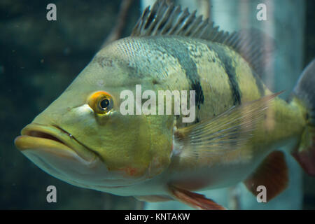 Tropical fish close-up well it swims in aquarium. Stock Photo