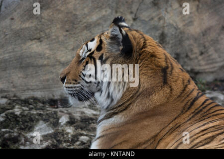 Tiger head shot staring to the left, side profile. Stock Photo