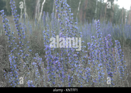 viper's bugloss. thickets of high plant with many blue flowers on it, on pale background, lean on the wind Stock Photo