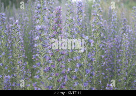 vipers bugloss. thickets of plant with many blue flowers on long stem Stock Photo