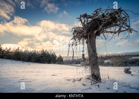 Dead tree trunk is planted upside down for insects with winter morning mood. This is insects hotel. Stock Photo