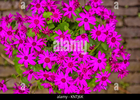 African Daisy ecklonis pink flowers Stock Photo