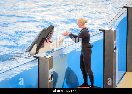 A killer whale being fed fish by a trainer at Loro Parque Stock Photo