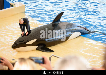 A killer whale being rubbed by a trainer at Loro Parque Stock Photo