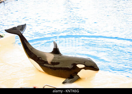 A killer whale posing at Loro Parque Stock Photo