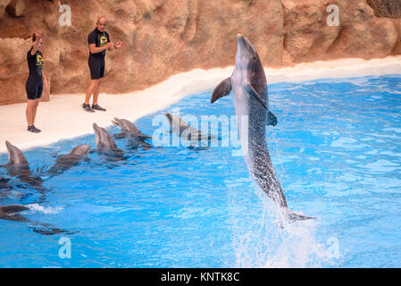 A dolphin jumping at Loro Parque