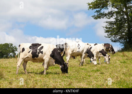 Herd of black and white Holstein dairy cows, cattle, wearing milking locks grazing in a sunny summer pasture Stock Photo