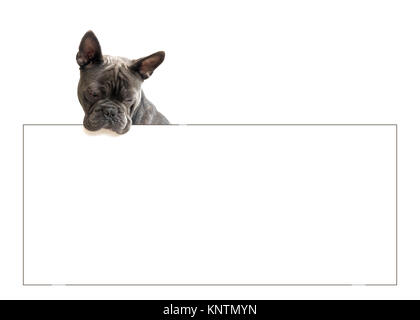 Blue french bulldog looking back over a blank sign  on a white isolated background to allow for text  ideal for any type of advertising, promotion or  Stock Photo