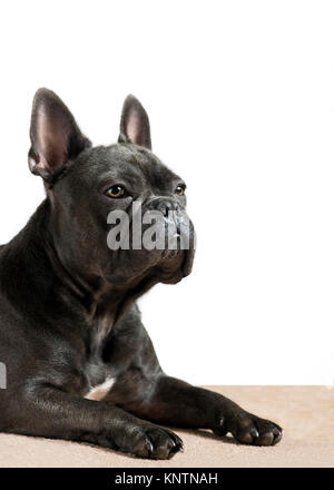 blue french bulldog looking alert and vigilant ,all ears on a white background with a cream house carpet room for text overlay Stock Photo