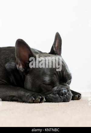 side view of a french bulldog sleeping napping on a cream carpet with a white background for the use of text and wording Stock Photo