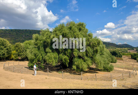 World oldest olive tree (Olea europaea), 4000 years old, Santo Baltolu di Carana at Luras, Lago di Liscia, Gallura, Sardinia, Italy Stock Photo