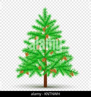 spruce with cones transparent background Stock Vector