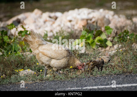 Chicken and young chicks scratching for food by the road side Stock Photo