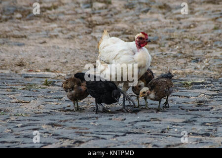 Chicken and young chicks scratching for food on stone roadway Stock Photo