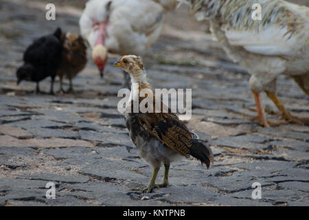 Chicken and young chicks scratching for food on stone roadway Stock Photo