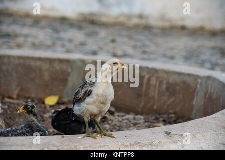 Chicken and young chicks scratching for food on stone roadway Stock Photo