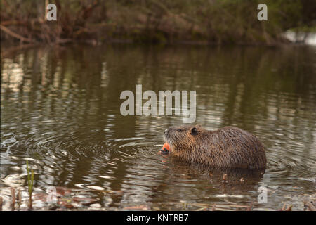 Eurasian beaver swimming in water Stock Photo