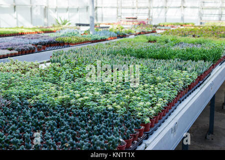 Succulent plantation in nursery Stock Photo