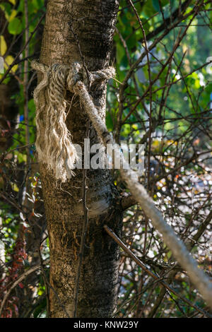 Rope Secure Tied Around Tree Trunk Strength Outdoors Morning Stock Photo