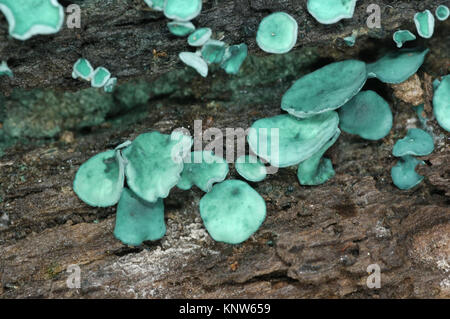 Green Elfcup - Chlorociboria aeruginascens Stock Photo