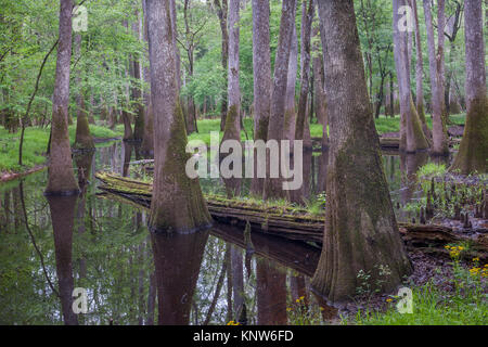Congaree National Park water filled slough with Water Tupelo (Nyssa aquatica) trees in South Carolina. Stock Photo