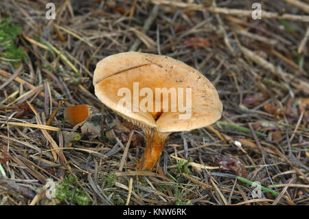 False Chanterelle - Hygrophoropsis aurantiaca Stock Photo