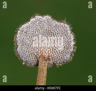 Ear Pick Fungus - Auriscalpium vulgare Stock Photo