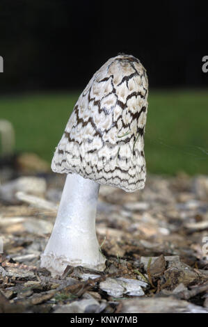 Magpie Inkcap Fungus (Coprinopsis picacea) fungi amongst bramble leaves ...